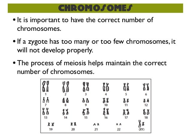 how does meiosis maintain sex cells How does meiosis maintain sex cells